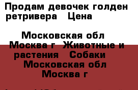 Продам девочек голден ретривера › Цена ­ 25 000 - Московская обл., Москва г. Животные и растения » Собаки   . Московская обл.,Москва г.